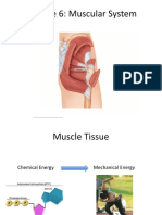 Module 6 - Muscular System Part A Student