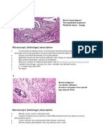 Microscopic (Histologic) Description: Breast Nonmalignant Fibroepithelial Neoplasms Phyllodes Tumor - Benign