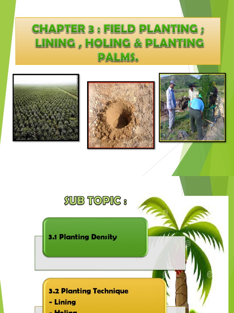 Optimal Oil Palm Planting Density Guide | PDF | Plant Nursery | Palm Oil