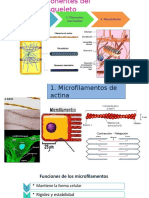 Componentes Del Citoesqueleto