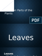 Common Parts of Plants
