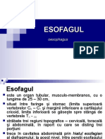 Esofagul