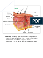 Integumentary System: Epidermis: This Tough Layer of Cells Is The Outermost Layer