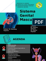Sistema Genital Masculino Anato