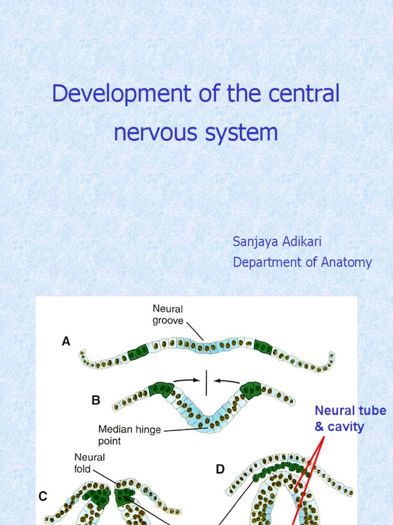 CNS Development: Brain and Spinal Cord | PDF | Science & Mathematics