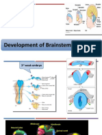 Development of the Brainstem