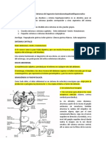 Sistema Digestivo 