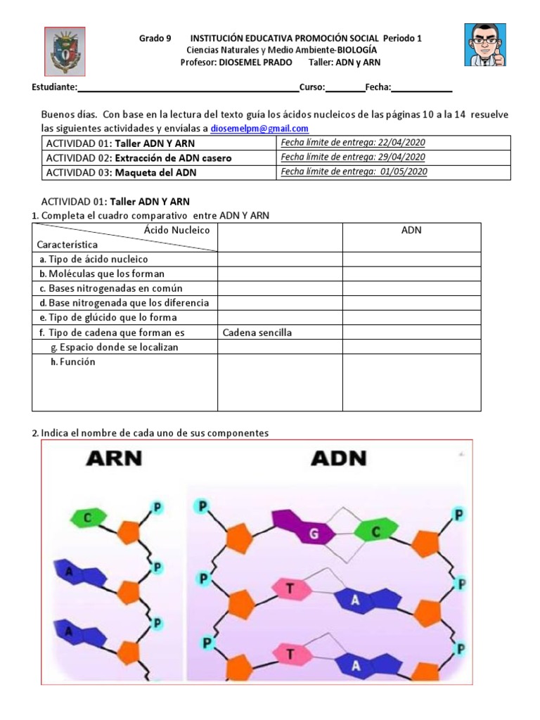 Hoja De Trabajo Del Modelo De Adn Elabora Un Modelo De La Estructura