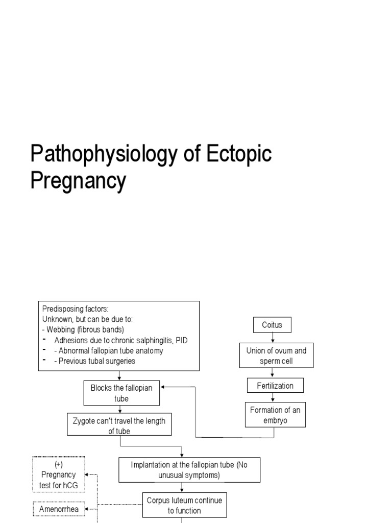 Pathophysiology of Ectopic Pregnancy PDF Diseases And Disorders