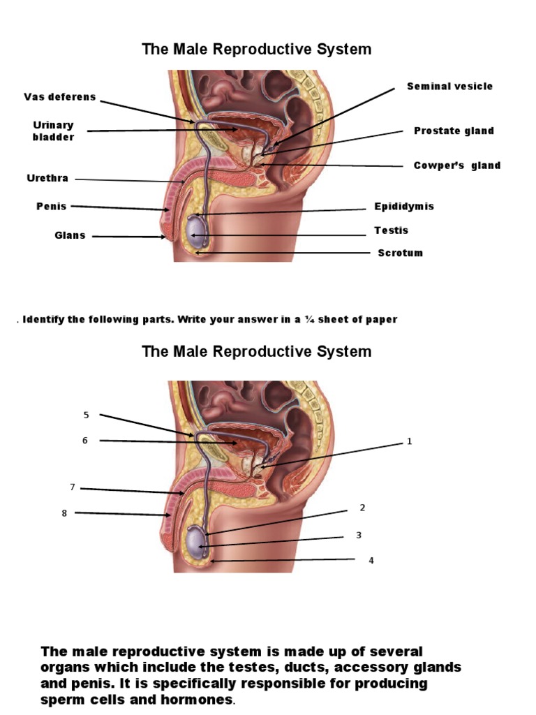 Male Reproductive System Diagram Cowpers Gland
