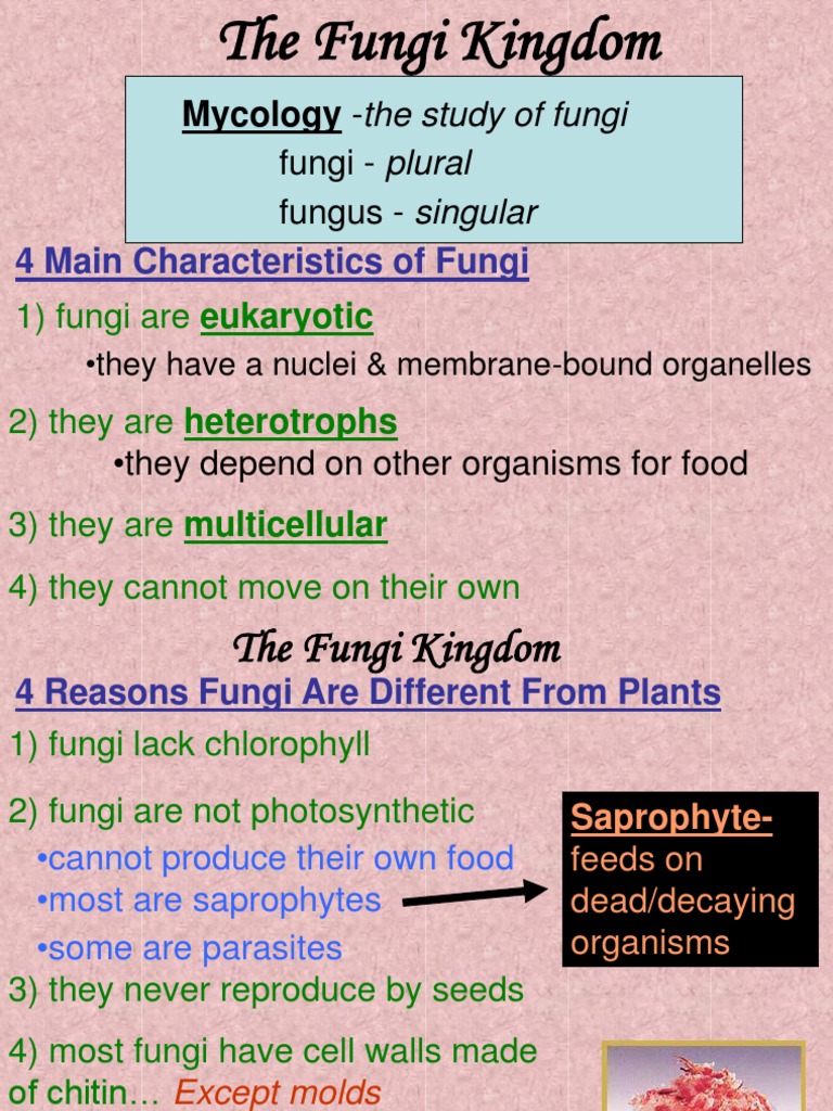 Mycology The Study of Fungi Fungi Plural Fungus Singular PDF