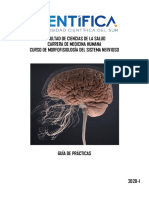 Neuroanatomía guía de práctica 1