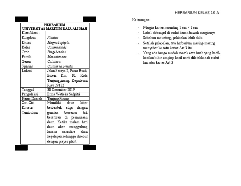 Contoh Label Herbarium | PDF