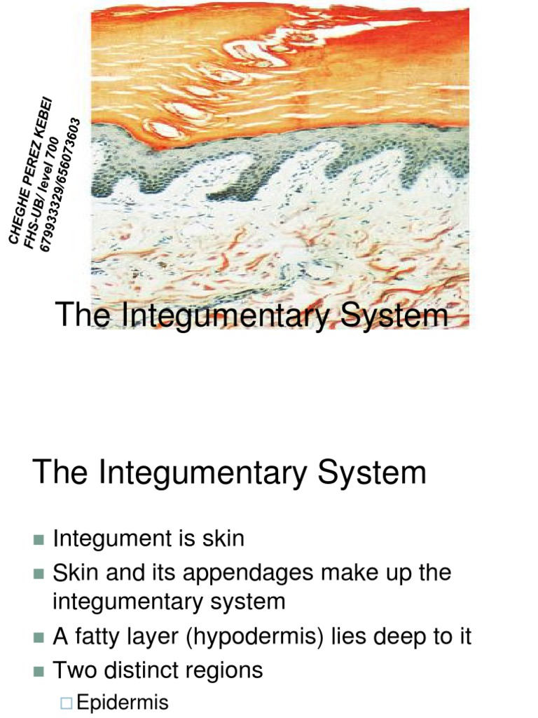 The Integumentary System | PDF | Integumentary System | Skin