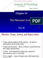 10 Muscular System II