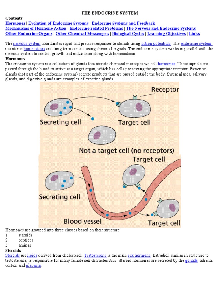 The Endocrine System | PDF