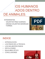 Órganos Humanos Fabricados Dentro de Animales