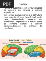 Cortex1