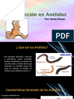 Reproducción en Anélidos PDF