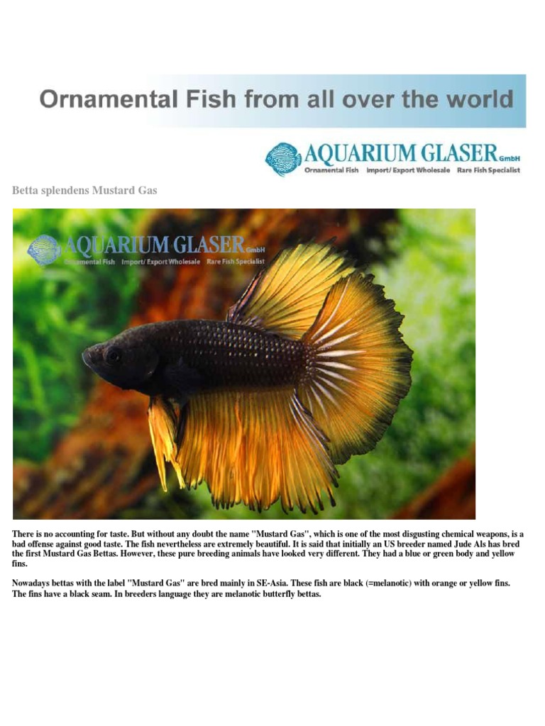 Betta Splendens Mustard Gas PDF Nature