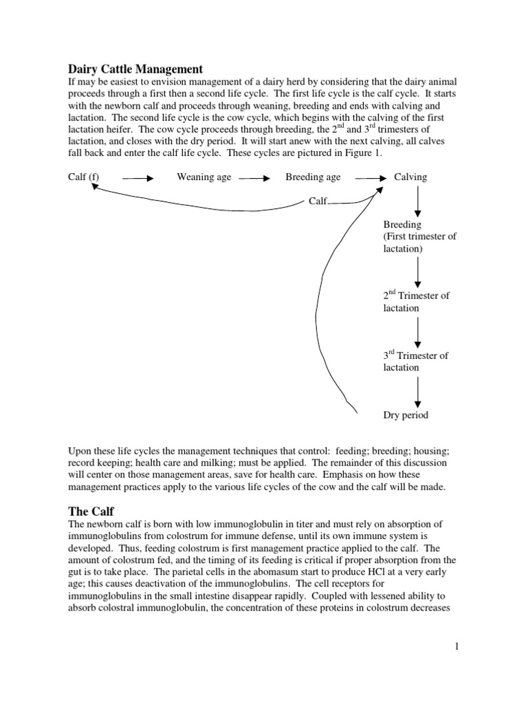 Dairy Cattle Management Book PDF Dairy Cattle Calf