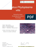 Candidatus Phytoplasma vitis