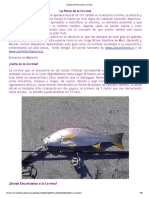 Manual de Pesca de La Corvina PDF