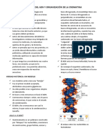 1- ESTRUCTURA DEL ADN Y ORGANIZACIÓN DE LA CROMATINA.pdf