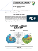 Actividad Ciencias Naturales Grado 6