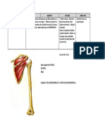 Infraspinos PDF