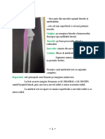 muschi-proba-practica-anatomie.docx