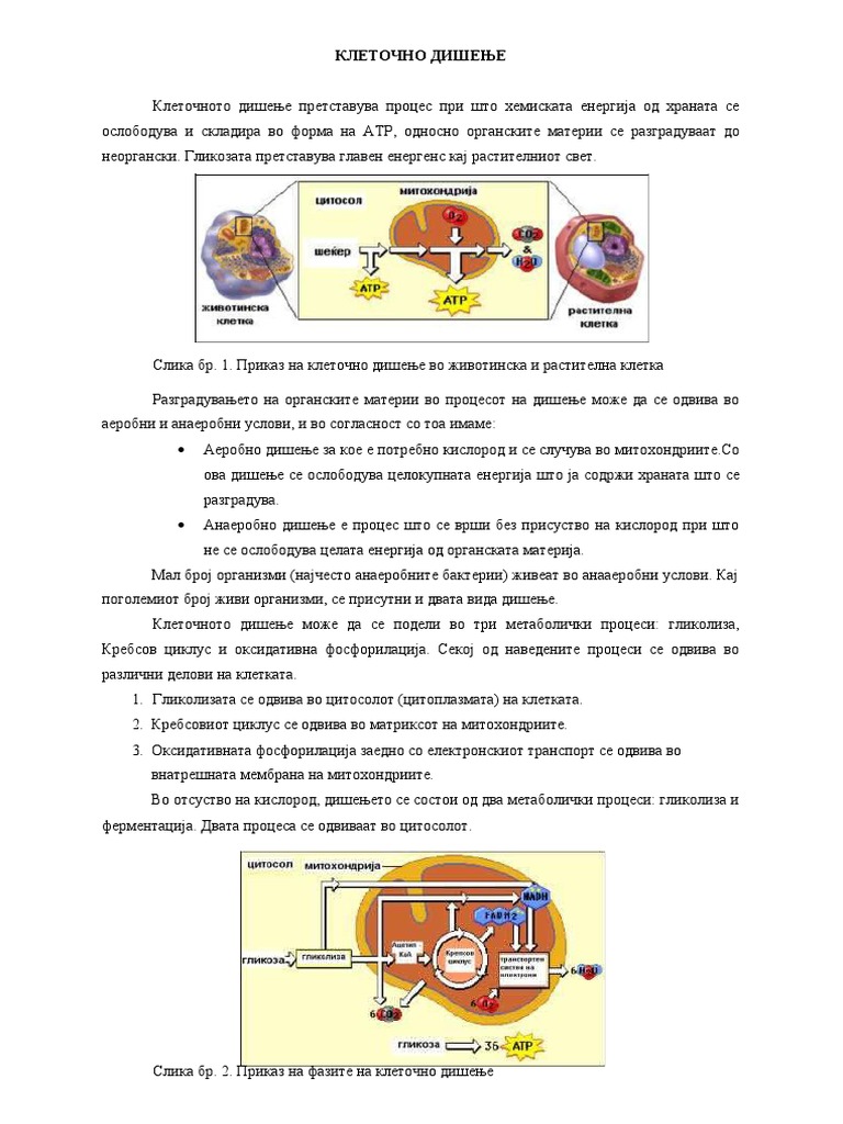 Дишење и ферментација кај растенијата | PDF