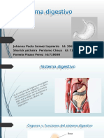 Sistema Digestivo