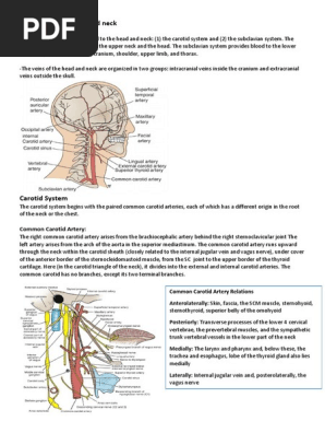 head and neck