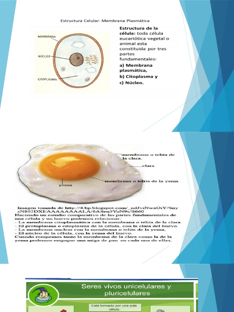 Organelos Celulares | PDF