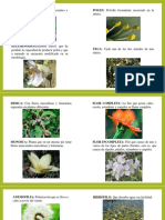 Partes florales y tipos de polinización
