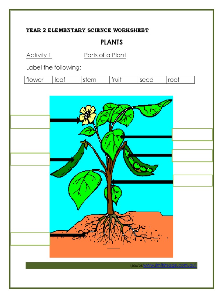 Plants Activity 1 Parts of A Plant Label The Following Flower Leaf Stem Fruit Seed Root PDF
