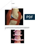 Actividad Sobre Articulaciones