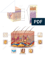 Imágenes anatomía piel y anejos mudas.pdf
