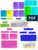 Mapa Conceptual Del Tema Membrana Plasmatica PDF