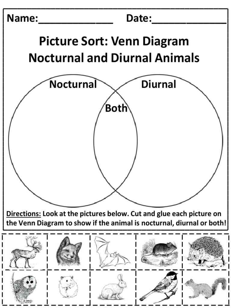 Picture Sort Venn Diagram Nocturnal and Diurnal Animals PDF Night
