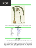 Download Bawang putih by Myiesha Nafeeza SN45972201 doc pdf