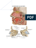 Anosmia & ANATOMI BULBUS OLFAKTORIUS