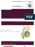 Articulación Coxofemoral