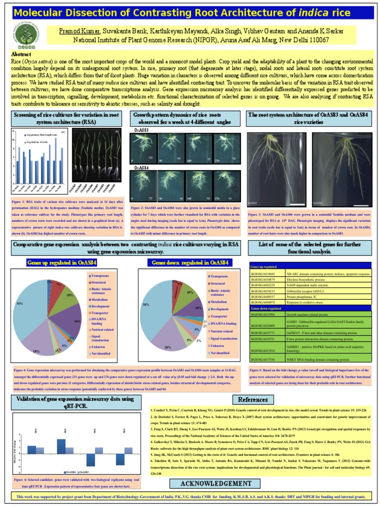 Molecular Analysis of Rice Root Architecture | PDF | Proteins | Gene