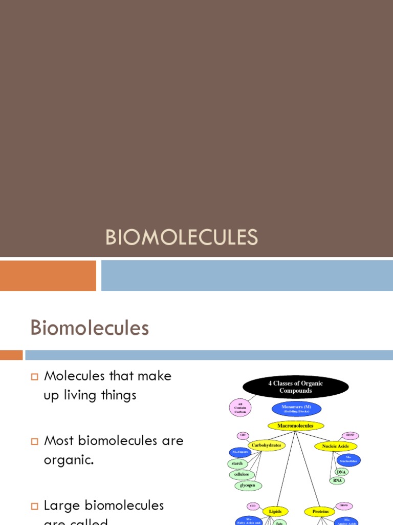 An Overview of the Four Main Classes of Biomolecules Carbohydrates