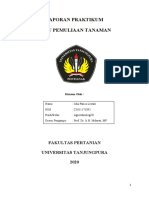 Laporan Pemuliaan Tanaman