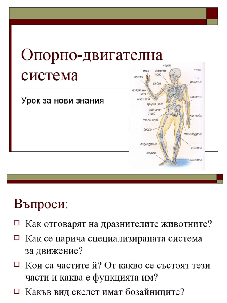 Опорно- двигателна система | PDF