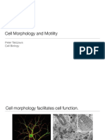 Cell Morphology and Motility: Peter Takizawa Cell Biology