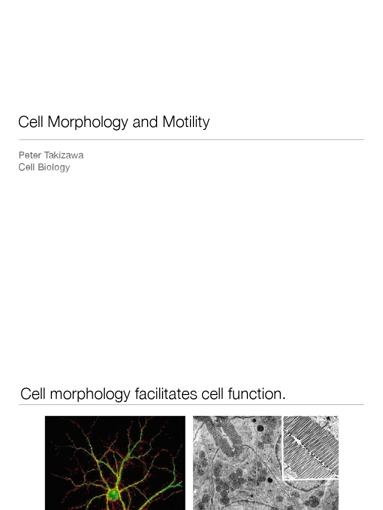 Cell Morphology and Cytoskeleton Dynamics | PDF | Actin | Microtubule